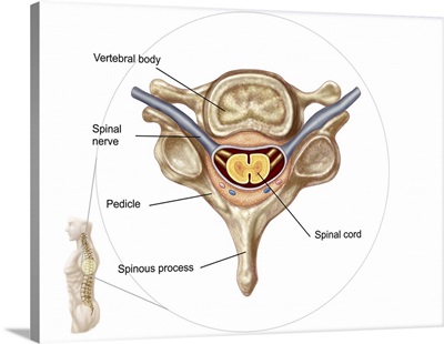 Anatomy of human vertebra