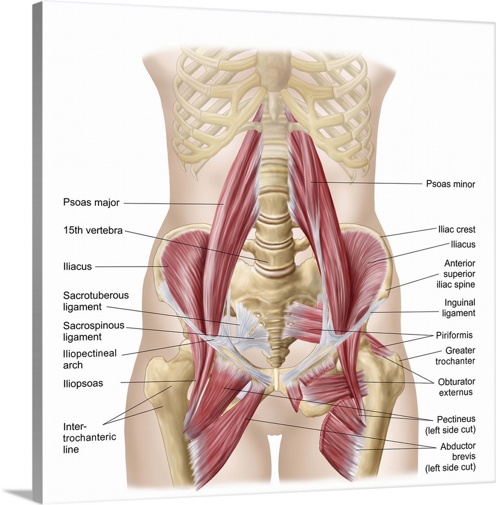 Anatomy of iliopsoa, often referred to as the dorsal hip muscles. These muscles are distinct in the abdomen..