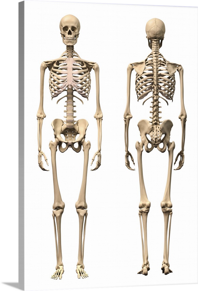 Anatomy of male human skeleton, front view and back view.