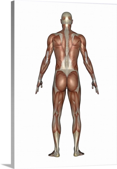 Anatomy Of Male Muscular System Back View Wall Art Canvas Prints Framed Prints Wall Peels Great Big Canvas