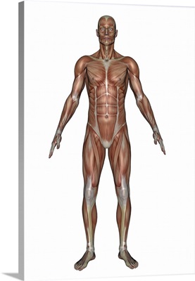 Anatomy of male muscular system, front view