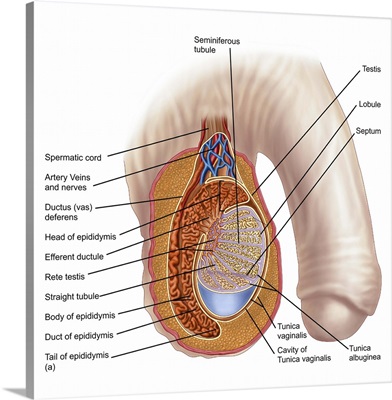 Anatomy of male testis