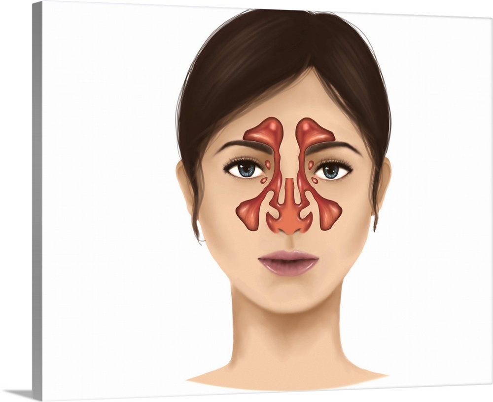 Anatomy of nasal sinuses.