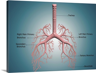 Anatomy of the bronchus and bronchial tubes