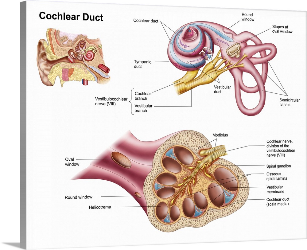 Anatomy of the cochlear duct in the human ear.