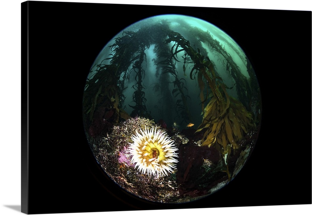 Anemone and kelp taken with a circular fisheye lens, Monterey, Central California.