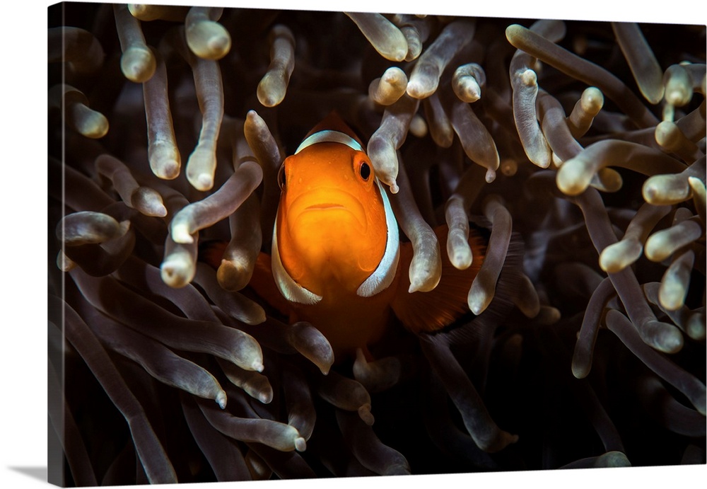 Anemone clownfish, Anilao, Philippines.