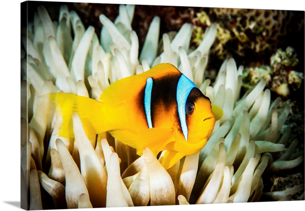 Anemone fish in a white anemone.