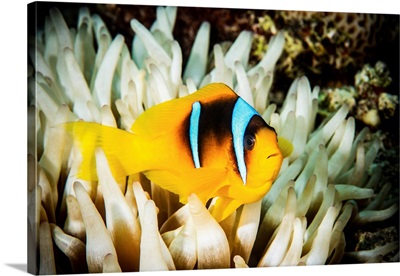 Anemone Fish In A White Anemone