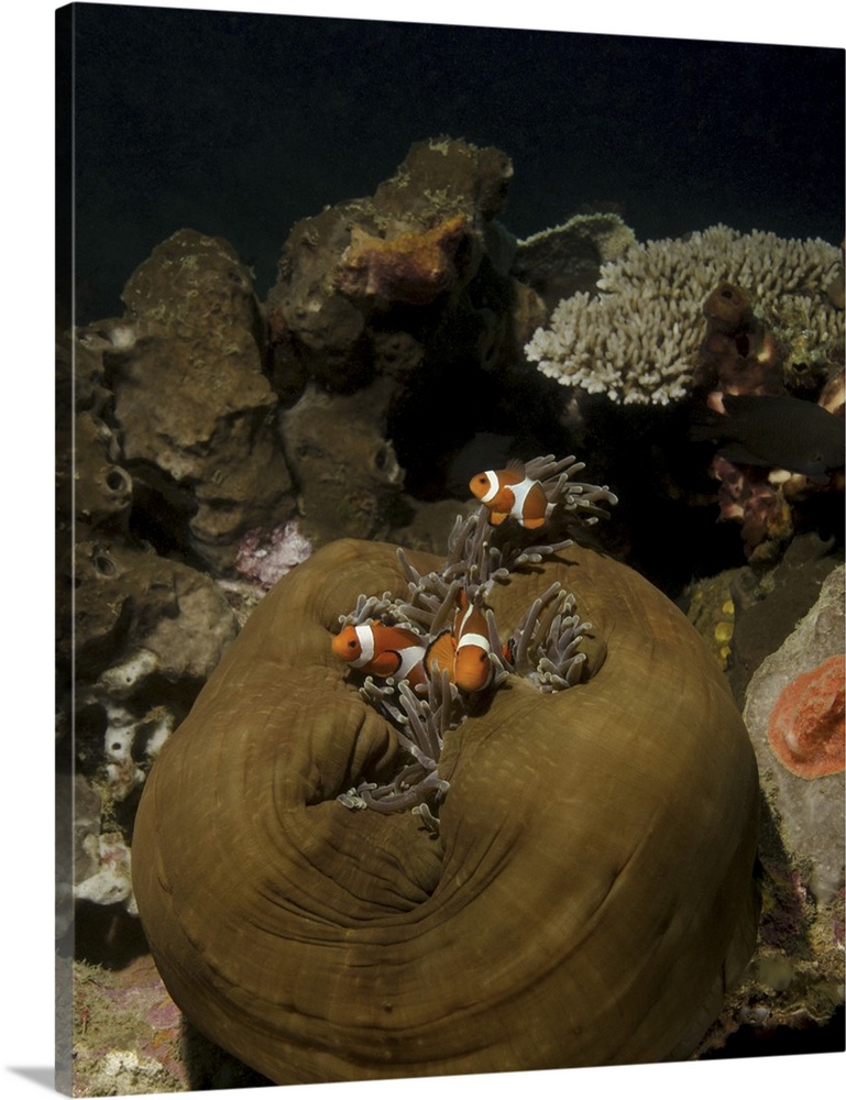Anemonefish in their host anemone, Lembeh Strait, Indonesia.