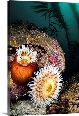 Anemone's and kelp, Monterey, Central California