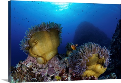 Anemone's Close-Up At Night To Feed, Kadavu Island, Fiji