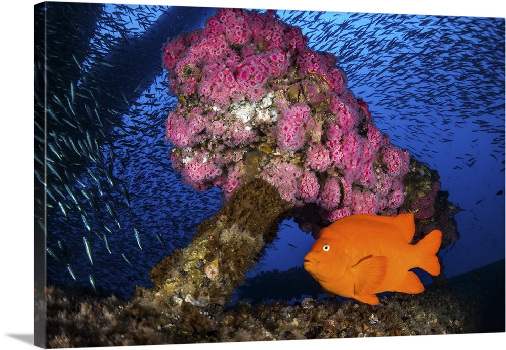 Anemone's decorate the structure of the oil rig with Garibaldi and baitfish.