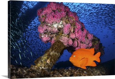 Anemone's decorate the structure of the oil rig with Garibaldi and baitfish