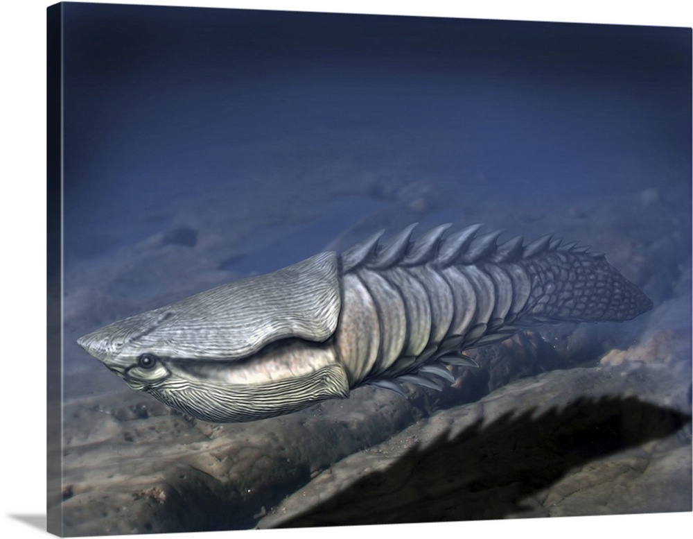 Anglaspis is a heterostracan from the Early Devonian of Norway.