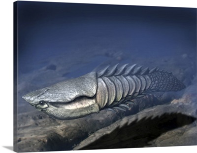 Anglaspis is a heterostracan from the Early Devonian