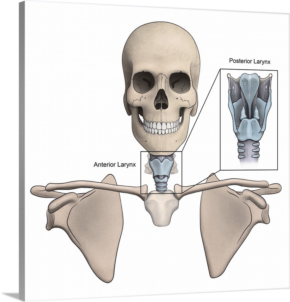 Anterior and posterior larynx and skeletal anatomy.