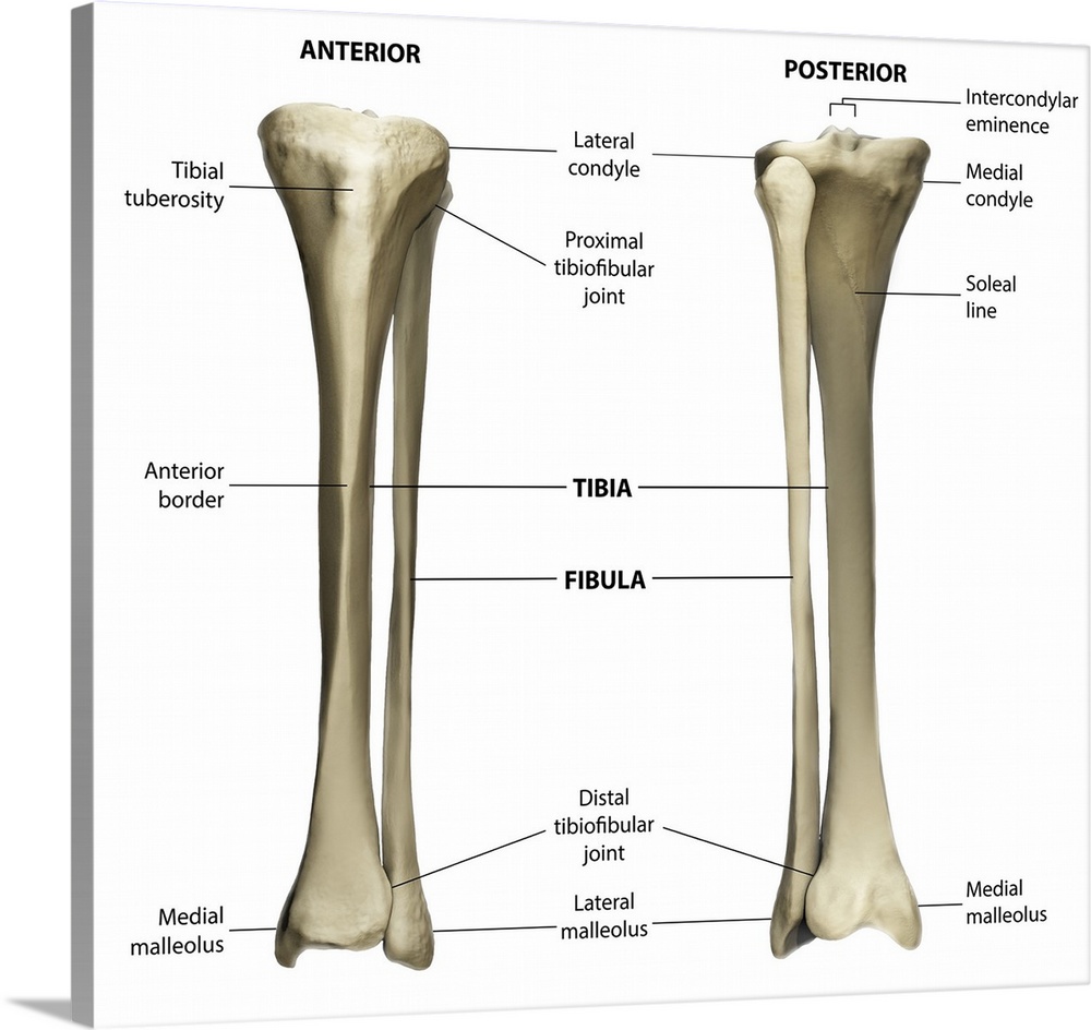 Anterior and posterior view of the tibia and fibula with labeling.