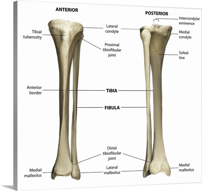 Anterior And Posterior View Of The Tibia And Fibula With Labeling