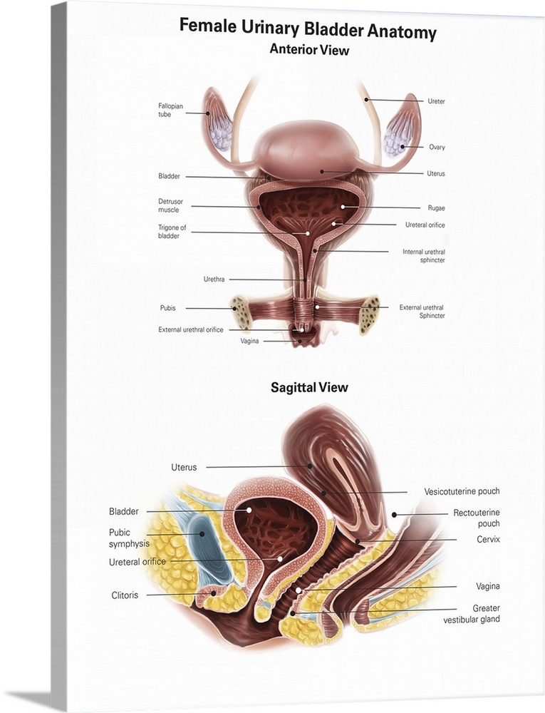 Anterior view and sagittal view of female urinary bladder.