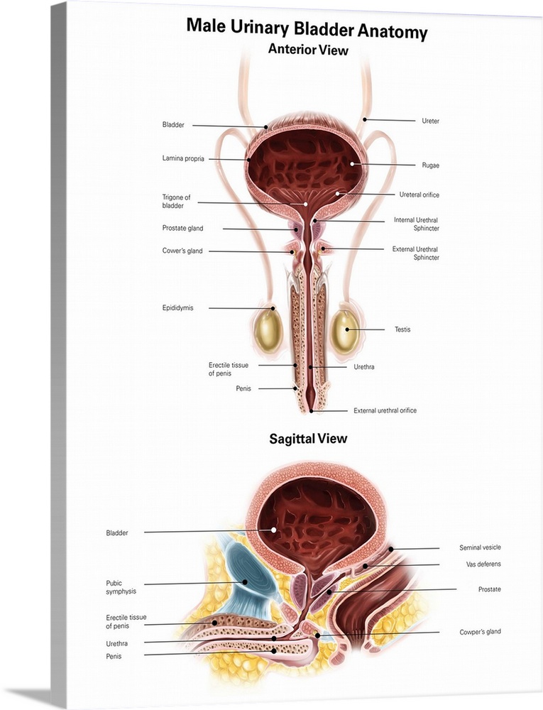 Anterior view and sagittal view of male urinary bladder.