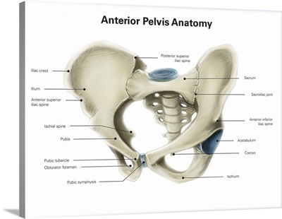 Anterior view of human pelvis, with labels