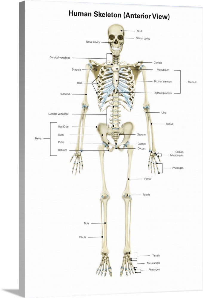 Anterior view of human skeletal system, with labels.