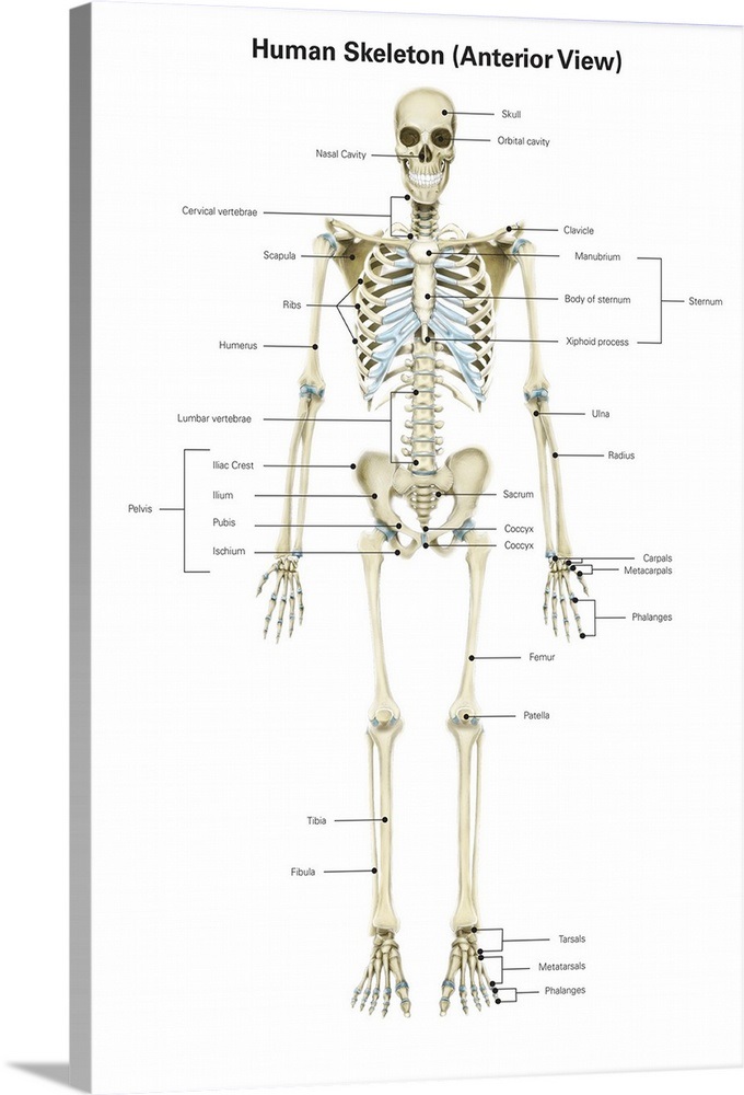 Anterior View Of Human Skeletal System With Labels - 