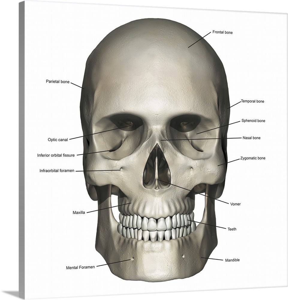 Anterior view of human skull anatomy with annotations.
