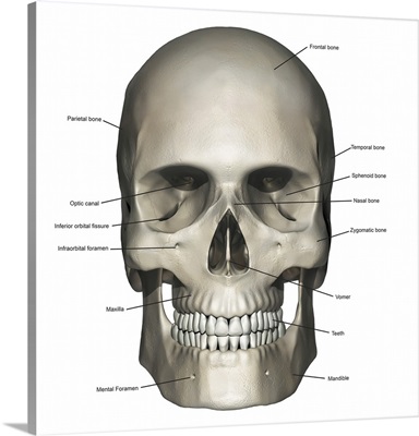 Anterior view of human skull anatomy with annotations