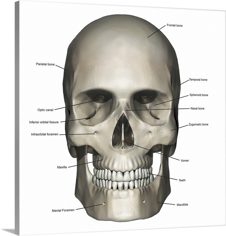 The skull bones anterior view