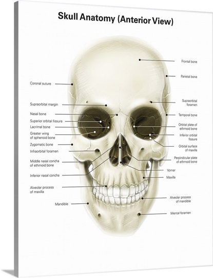 Anterior View Of Human Skull With Labels Wall Art Canvas