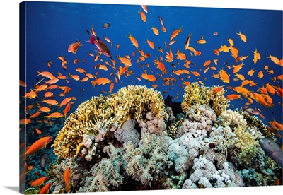 Anthias Fish Colonize A Coral Reef In The Red Sea, Egypt