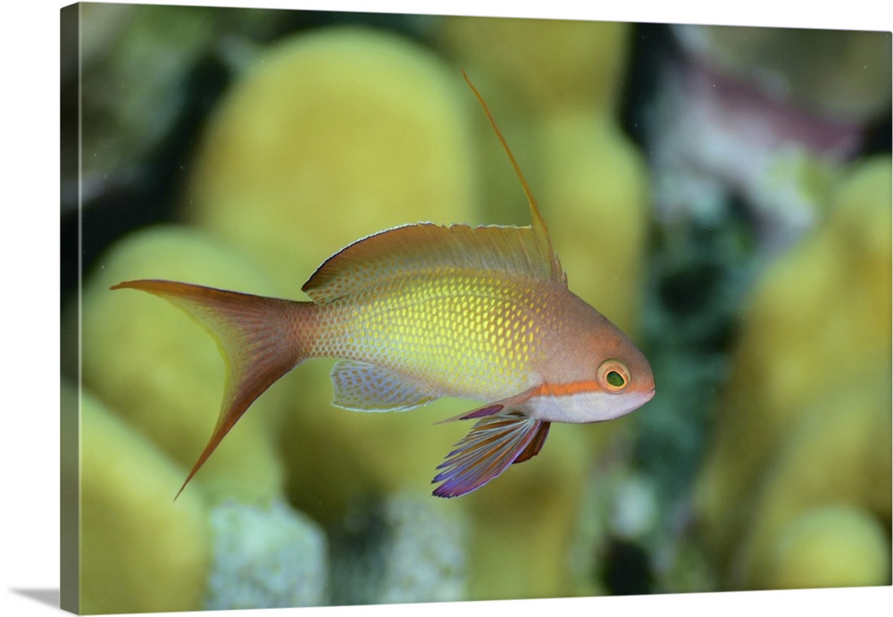 Anthias fish, Red Sea, Egypt.