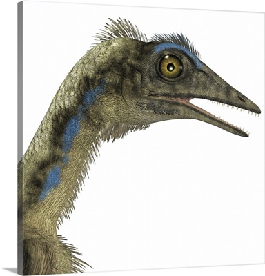 Archaeopteryx is a carnivorous bird that lived during the Jurassic period