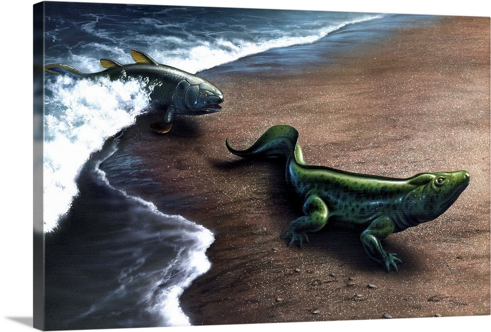 Artist's concept depicting the evolution of a lobe-finned fish to an  amphibian Wall Art, Canvas Prints, Framed Prints, Wall Peels