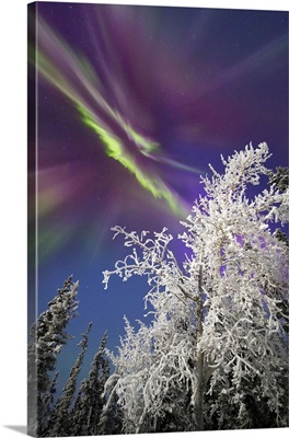 Aurora Borealis above a snow covered tree, Whitehorse, Yukon, Canada
