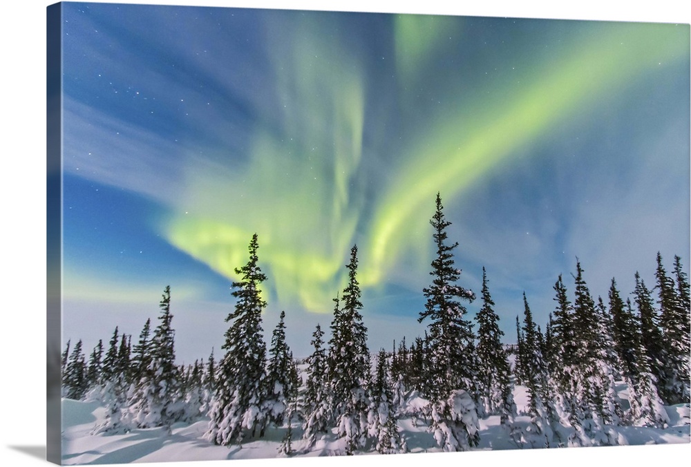 February 9, 2014 - Aurora borealis seen from Churchill, Manitoba, Canada, in a view looking northwest over the trees. Moon...
