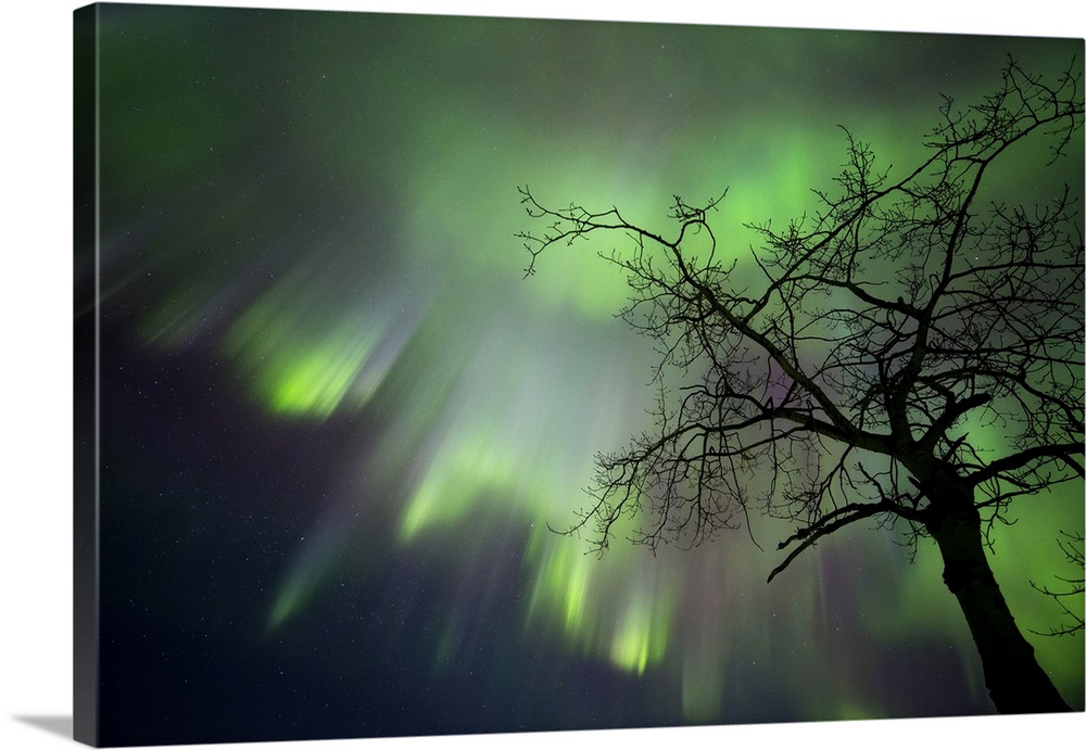 Aurora Borealis, Whitehorse, Yukon, Canada.