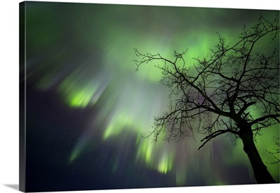 Aurora Borealis, Whitehorse, Yukon, Canada