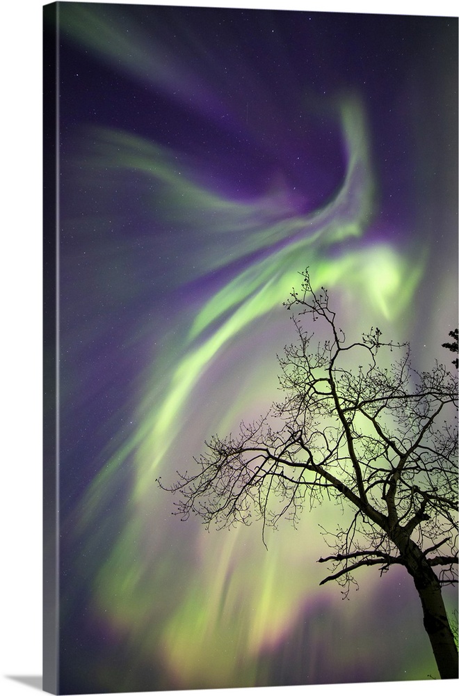 Aurora Borealis, Whitehorse, Yukon, Canada.