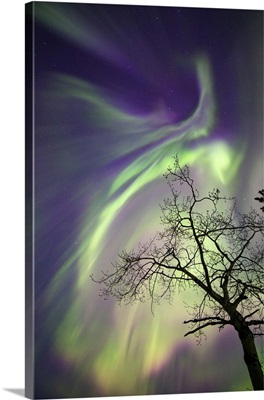 Aurora Borealis, Whitehorse, Yukon, Canada