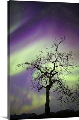 Aurora Borealis, Whitehorse, Yukon, Canada