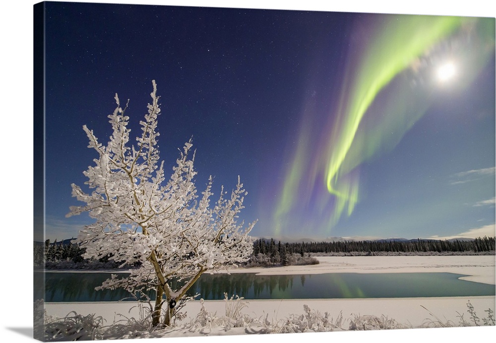 Aurora Borealis, Whitehorse, Yukon, Canada.
