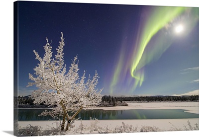Aurora Borealis, Whitehorse, Yukon, Canada