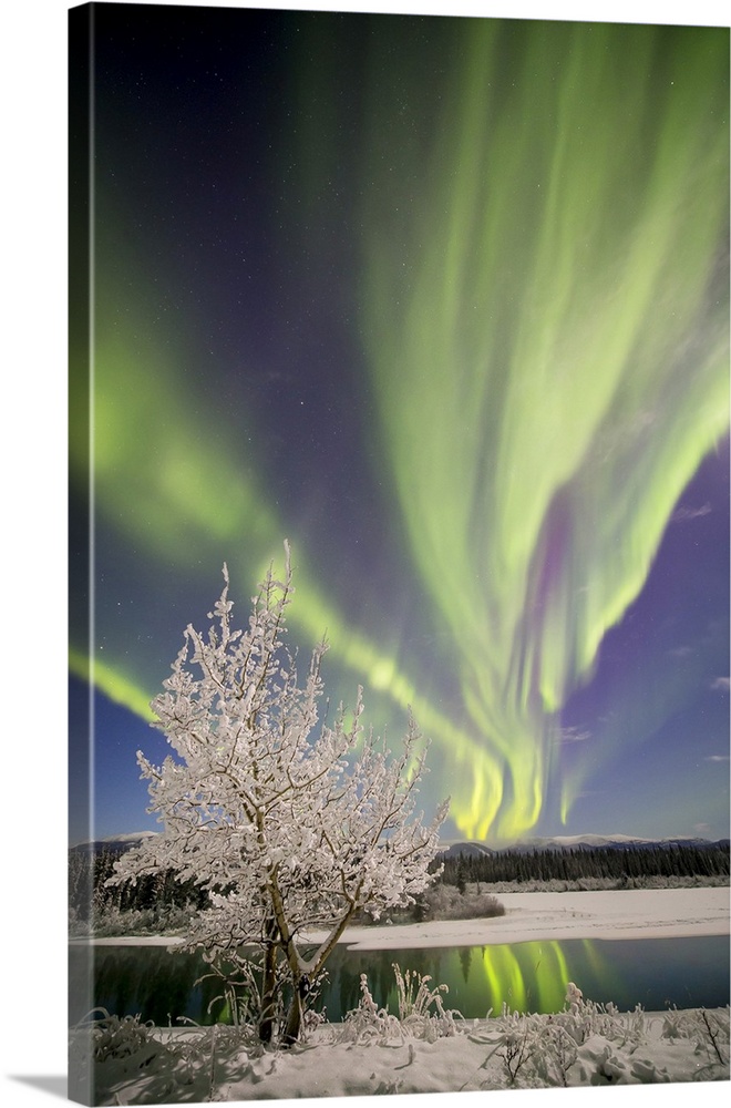 Aurora Borealis, Whitehorse, Yukon, Canada.
