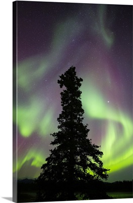 Aurora Borealis, Whitehorse, Yukon, Canada