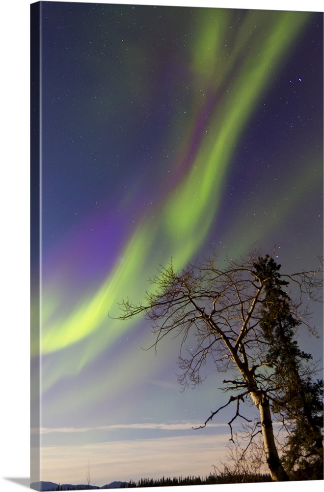 Aurora borealis with moonlight and trees, Whitehorse, Yukon, Canada.