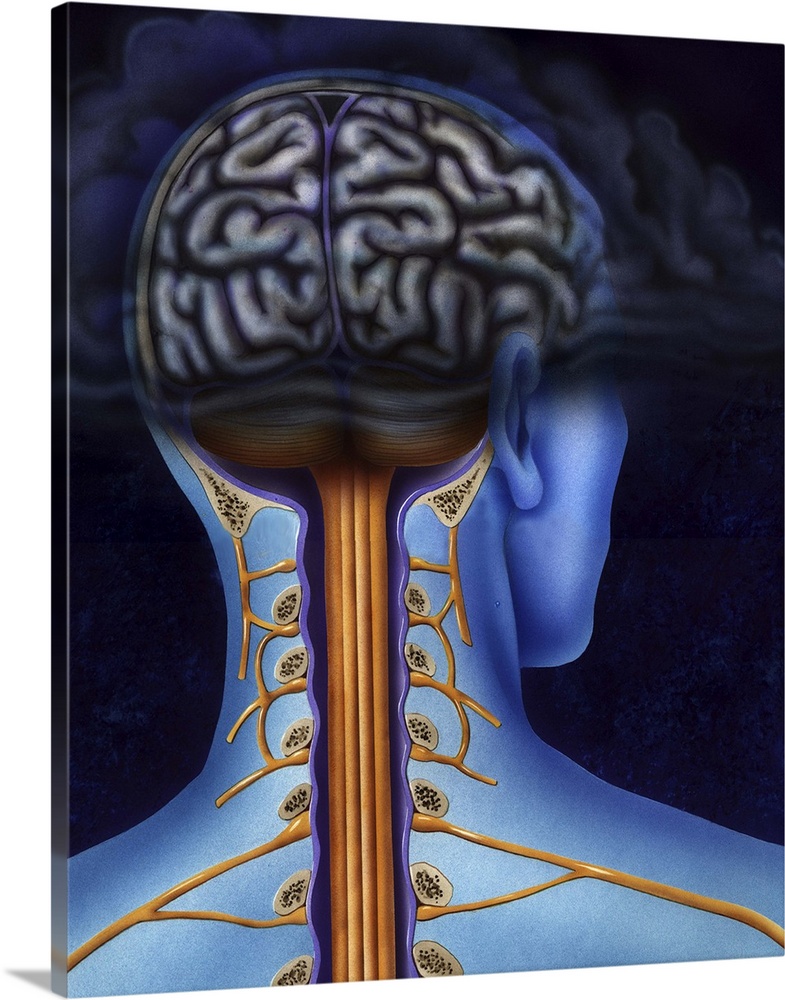 Schematic showing back of brain and spinal cord. Head in dark cloud indicating depression.