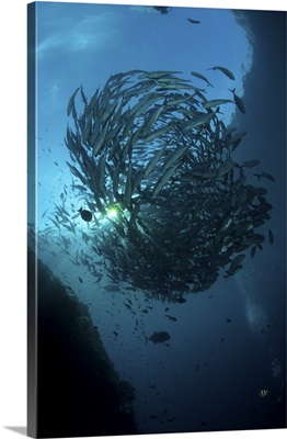Ball of trevally on Liberty Wreck with sunburst, Bali, Indonesia